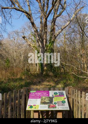 La quercia di Knightwood, conosciuta anche come la "Regina della foresta", ha più di 500 anni. The New Forest, Hampshire, Regno Unito Foto Stock