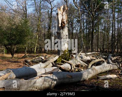 Albero abbattuto da una tempesta, la New Forest, Hampshire, Regno Unito Foto Stock