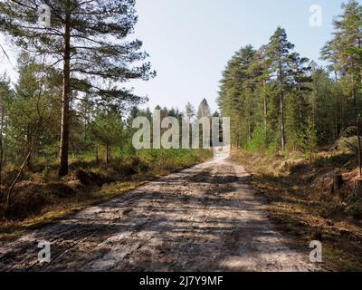 Forestry Road, The New Forest, Hampshire, Regno Unito Foto Stock