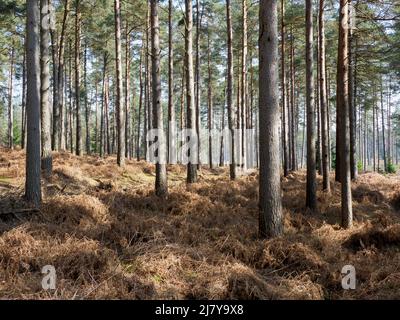 Foresta di conifere, la Foresta Nuova, Hampshire, Regno Unito Foto Stock