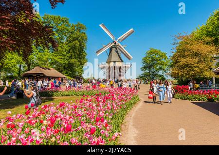 Mulino a vento presso il complesso dei Giardini Keukenhof a Lisse, Olanda del Sud, Paesi Bassi. Keukenhof è uno dei più grandi giardini fioriti del mondo. Foto Stock