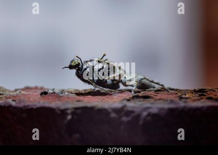 Piccolo ragno di salto nero, marrone e bianco, salticidae, mangiando una mosca della casa. Foto macro di alta qualità Foto Stock