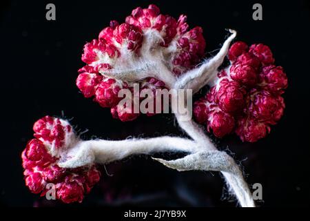 Helichrysum Sanguineum - alias fiori rossi eterni, ricci rossi, fiorisce in tarda primavera nella regione mediterranea, le montagne della Giudea, Israele. Fiori eterni. Foto di alta qualità Foto Stock