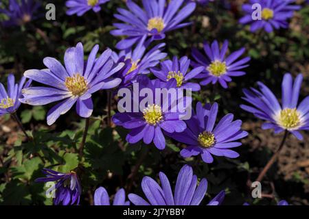 Basso angolo Close up fiori viola in erba Anemone blanda aka fiori Greci Foto Stock