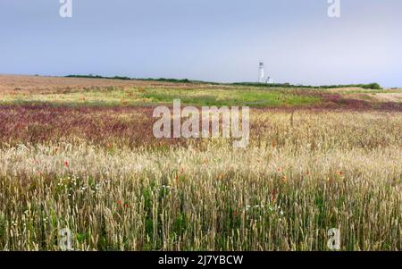 Vista colorata dei campi di fiabe con colture e erbe coltivate in eccesso e alcuni fiori selvatici e faro all'orizzonte. Flamborough, Regno Unito. Foto Stock