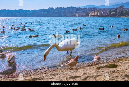 Il cigno bianco e altri uccelli selvatici sulla spiaggia del lago di Lugano, Lugano, Svizzera Foto Stock