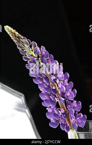 Fiore viola lupino da vicino con uno sfondo bianco e nero Foto Stock