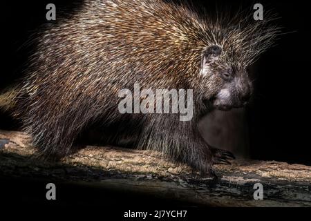 Porcupina nordamericana / porcupina canadese (Erethizon dorsatum) foraging di notte, nativo del Nord America Foto Stock