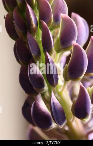 Primo piano di petali viola Lupin Foto Stock