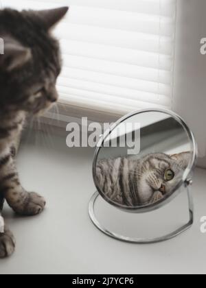 divertente gatto tabby guardando la sua riflessione nello specchio Foto Stock