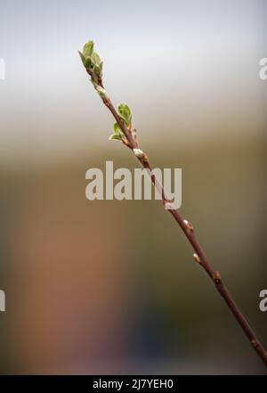 Per l'amore di prendere le immagini belle dell'arte è che cosa sono, poichè la macchina fotografica va sempre con me per ogni occasione della foto Foto Stock