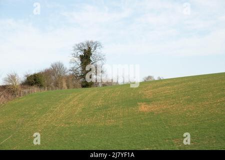 Per l'amore di prendere le immagini belle dell'arte è che cosa sono, poichè la macchina fotografica va sempre con me per ogni occasione della foto Foto Stock