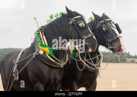 Due cavalli Shire che tirano un aratro Foto Stock