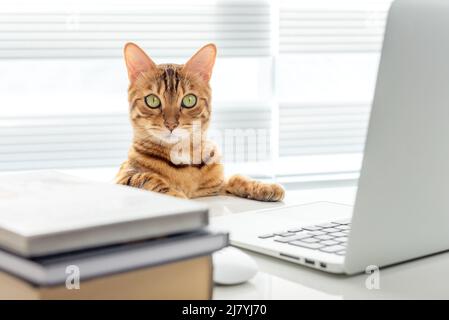 Gatto intelligente bengala sul tavolo da ufficio con un computer portatile e libri. Guardando la fotocamera Foto Stock