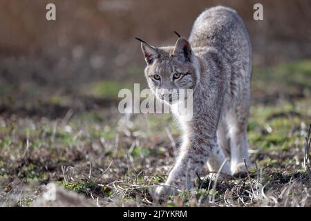 Il cucciolo di lynx corre attraverso il prato e vorrebbe giocare. Foto Stock