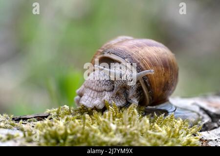 La lumaca corre dopo la pioggia nel parco. Foto Stock