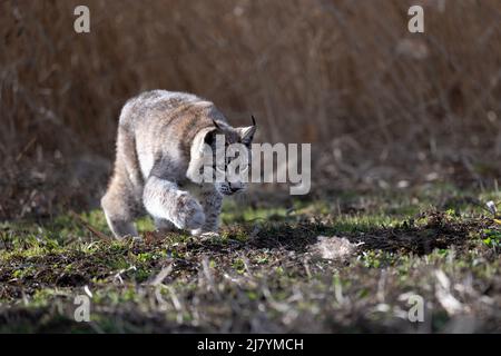 Il cucciolo di lynx corre attraverso il prato e vorrebbe giocare. Foto Stock