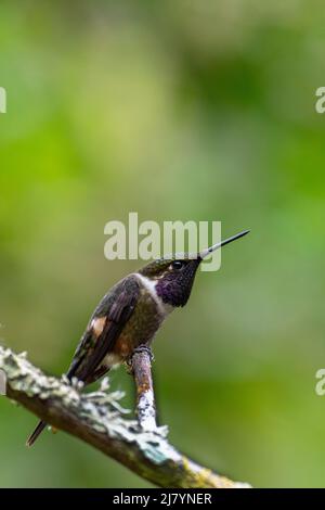 Ecuador, Valle di Tandayapa, Riserva di Alambi. Stella di legno a gola viola (Philodice mitchellii) (M) Foto Stock