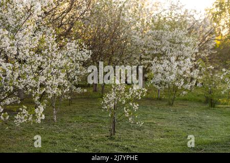 Apple giardino, fiore su albero. Frutteto fiorito in primavera. Sfondo stagionale. Frutteto fiorito in primavera. Immagine panoramica di alberi in Foto Stock