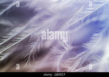 Immagine macro di un Feather Boa Foto Stock