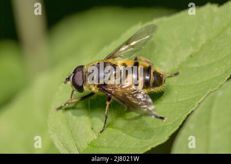 Batman Hoverfly (Myathropa floriea) Foto Stock