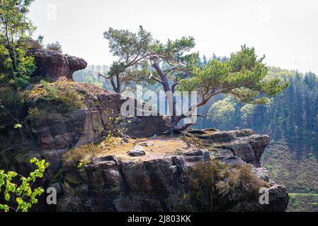 Pino Lone su una roccia nel Parco Nazionale Eifel, Germania Foto Stock