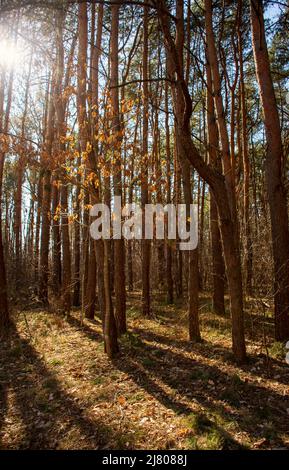 raggi di sole tra gli alberi in autunno foresta Foto Stock