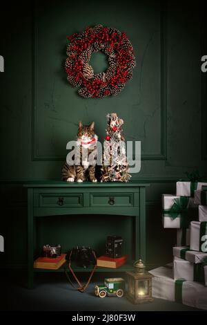 Gatto Tabby seduto su una sponda accanto alle decorazioni di Natale Foto Stock