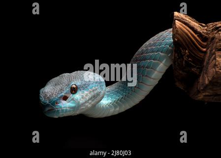 Primo piano di un vipera con un'isola a punta bianca su un ramo, l'Indonesia Foto Stock