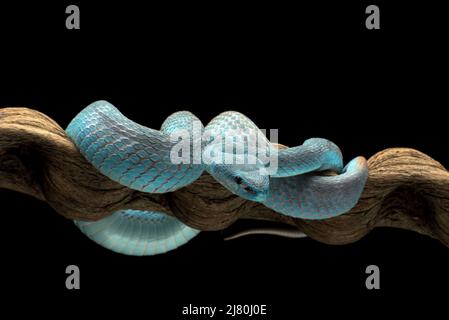 Primo piano di un vipera con un'isola a punta bianca su un ramo, l'Indonesia Foto Stock