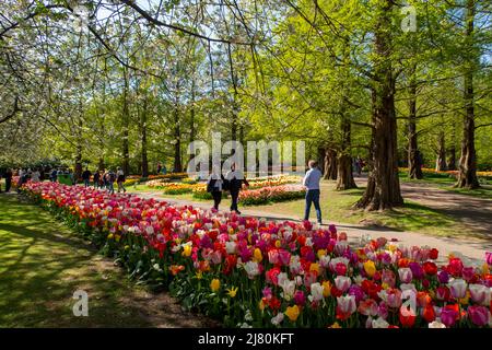 Il Parco Keukenhof, conosciuto anche come il Giardino d'Europa, è uno dei più grandi giardini di fiori del mondo, situato nel comune di Lisse, nel Nether Foto Stock