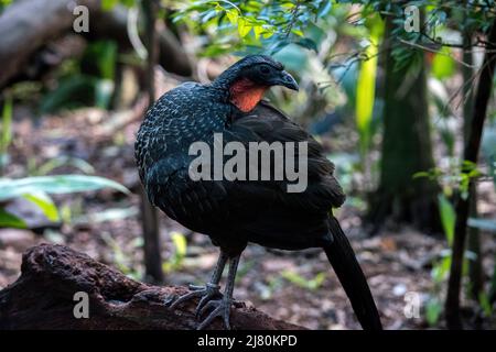 Ritratto di un Guan Crestato, Penelope purpurascens Foto Stock