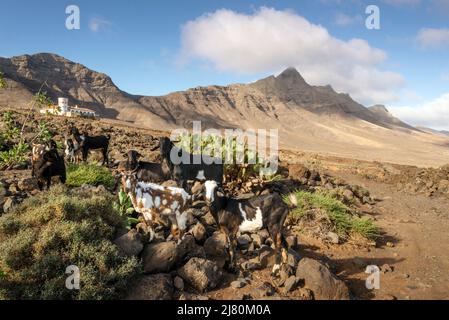 Mandria di capre al pascolo nel parco naturale, Cofete, Fuerteventura, isole canarie, Spagna Foto Stock