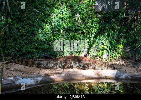 Coccodrillo nel Foz Iguazu Bird Park Foto Stock