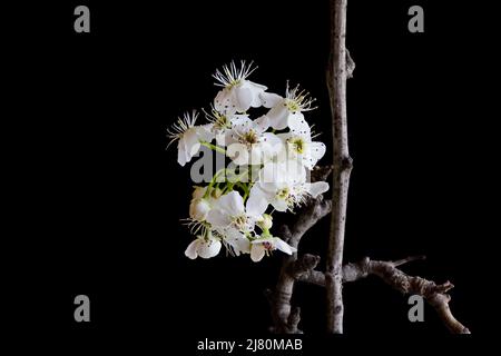 Pyrus calleryana Decne, o pero della galleria, è una specie di pera originaria della Cina e del Vietnam, nella famiglia Rosaceae. Foto Stock