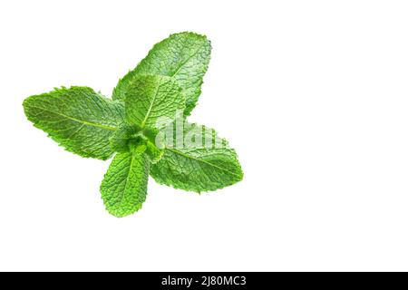 La spinata di Mentha anche conosciuta come menta verde, giardino, comune o menta di agnello e menta di sgombro, è una specie di menta, . Isolato su sfondo bianco con spazio Foto Stock