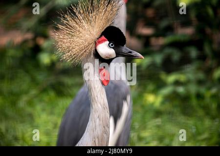 Ritratto di Crane incoronata nera (BaleaBaleica Pavonina) Foto Stock