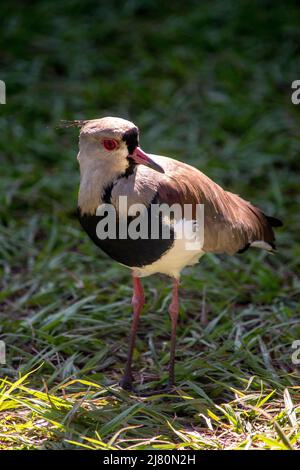 Primo piano di un Vanellus chilensis Foto Stock