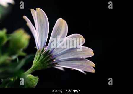 Margherita bianco su sfondo nero Foto Stock