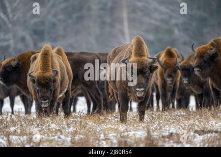 Mandria di bisonti in piedi nel paesaggio invernale, Biaowiea Foresta, Polonia Foto Stock