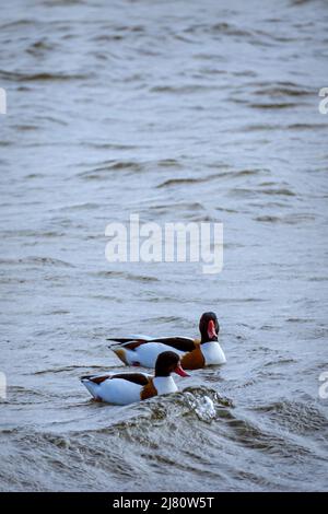 Uccello coppia di Shelank comune nuoto sull'onda di acqua di mare - Tadorna tadorna Foto Stock