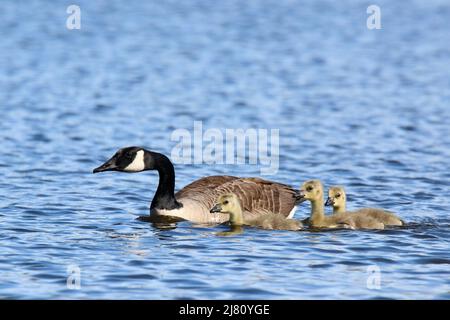 Tre oche canadesi Branta canadensis che nuotano sul lago con le oche madri Foto Stock