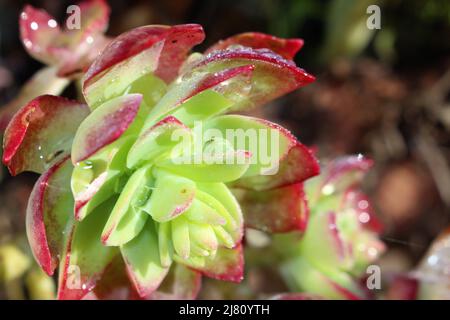 Rugiada coperto succulenti al sole del mattino con spazio copia. Temi freschi e vivi. Molla in avanti. Foto Stock