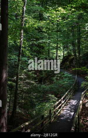 Un romantico lago boschivo nella valle di Kander, splendida vista di Blausee un laghetto cristallino in Svizzera, Alpi Bernesi, Kandersteg, Canton Berna, Foto Stock