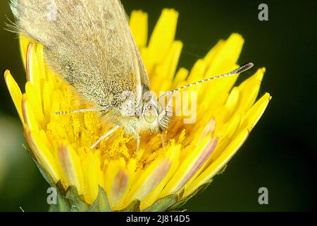 Farfalla blu erba comune (Zizina otis ssp. Labradus) Foto Stock