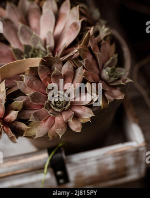 Echeveria Brown Sugar, World of Succulents, Brown succulent Foto Stock