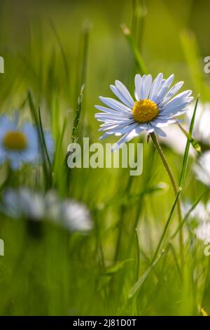 Mazzo di bellissimi daisyflowers con un insetto volante in un idilliaco giardino con erba verde e uno sfondo sfocato mostra il giardino amore parco urbano Foto Stock
