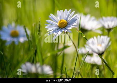 Mazzo di bellissimi daisyflowers con un insetto volante in un idilliaco giardino con erba verde e uno sfondo sfocato mostra il giardino amore parco urbano Foto Stock