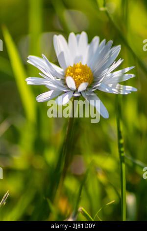 Mazzo di bellissimi daisyflowers con un insetto volante in un idilliaco giardino con erba verde e uno sfondo sfocato mostra il giardino amore parco urbano Foto Stock