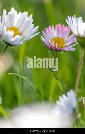 Mazzo di bellissimi daisyflowers con un insetto volante in un idilliaco giardino con erba verde e uno sfondo sfocato mostra il giardino amore parco urbano Foto Stock